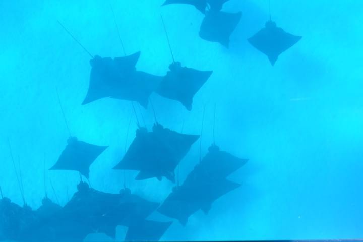 Eagle rays in Bora Bora lagoon
