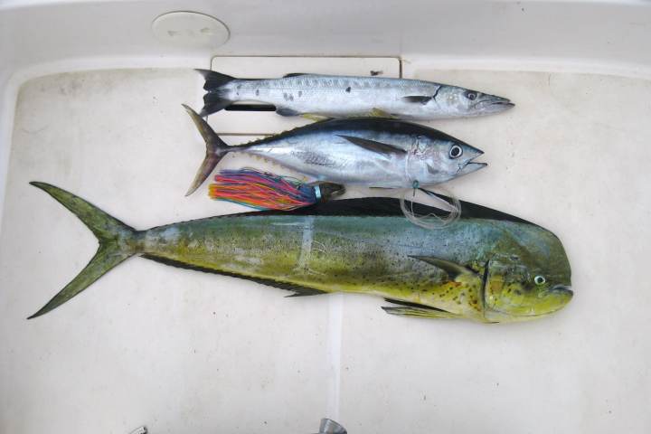 A close up of fishes after a fishing trip in Bora Bora