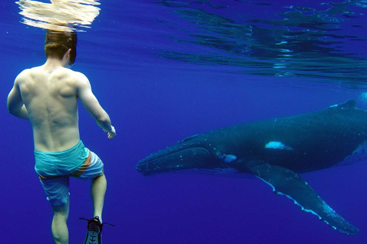 A man swimming with a whale in Bora Bora