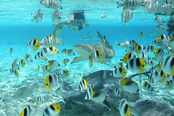 A man swimming with sharks, rays and fishes in Bora Bora lagoon