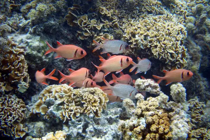 Coral garden in Bora Bora