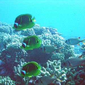 Coral garden in Bora Bora