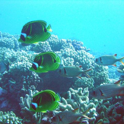 Coral garden in Bora Bora