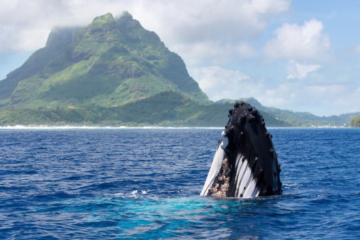 A whale jumping out of water in Bora Bora