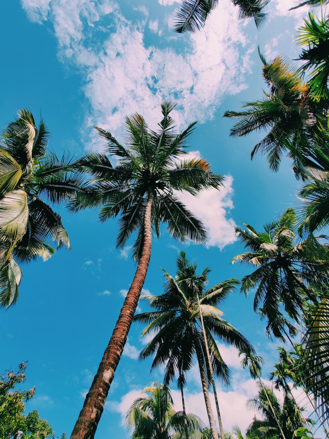 Palm trees in Bora Bora