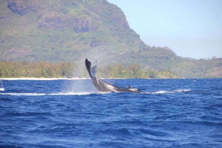 A whale showing his tail out of water in Bora Bora
