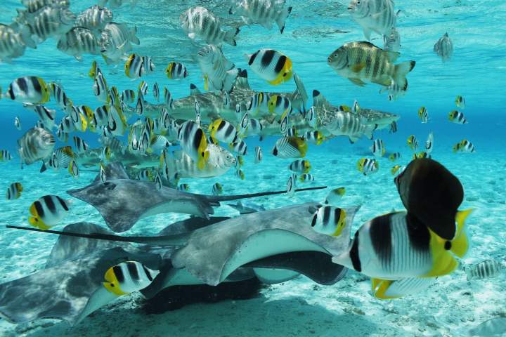 Sharks, rays and fishes in Bora Bora lagoon