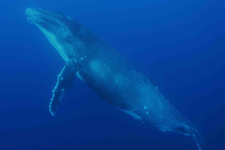 A whale underwater around Bora Bora