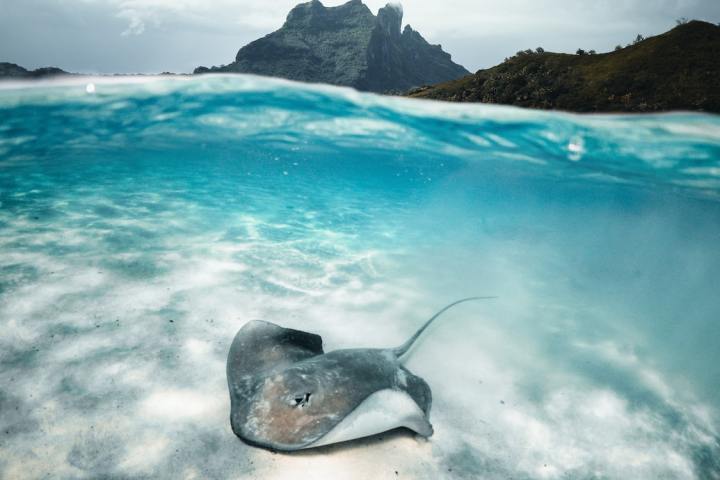 a fish located in a body of water