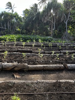 a tree in a fenced in area