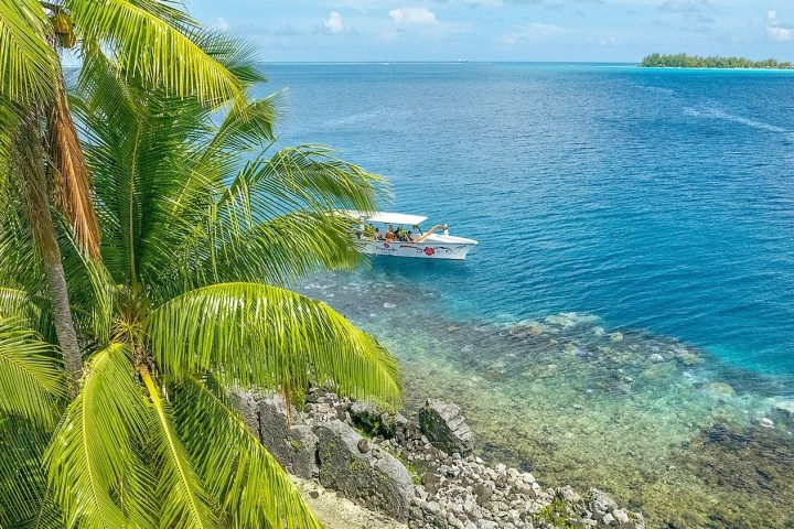 water next to a palm tree
