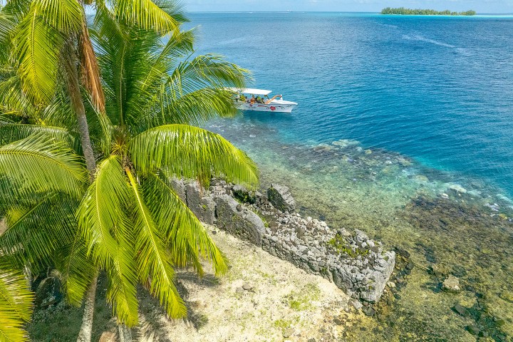 a group of palm trees next to a body of water