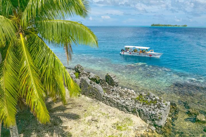 a group of palm trees next to a body of water