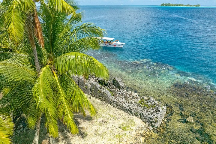 a group of palm trees next to a body of water