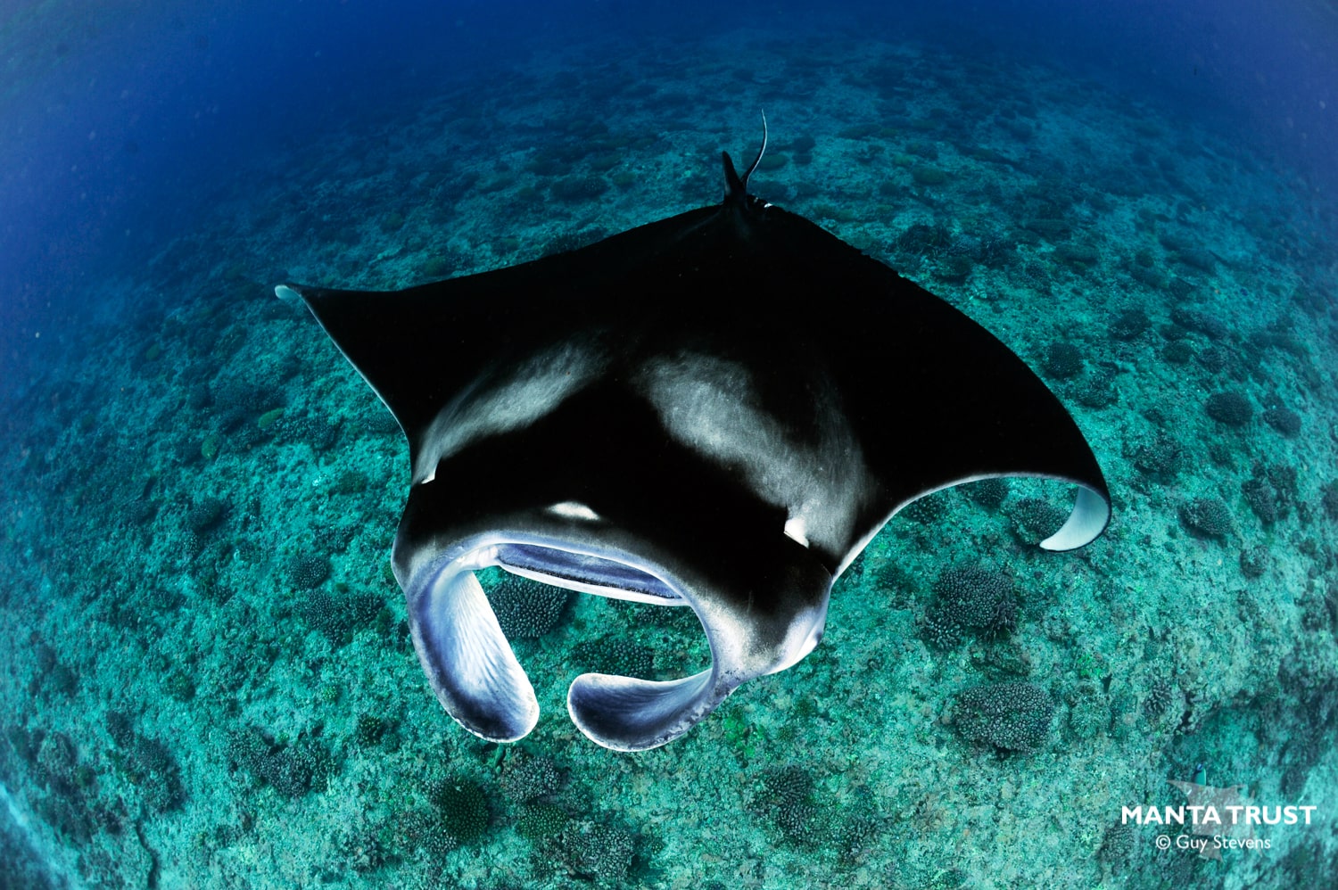 bora-bora-manta-rays-experience a fish swimming under water