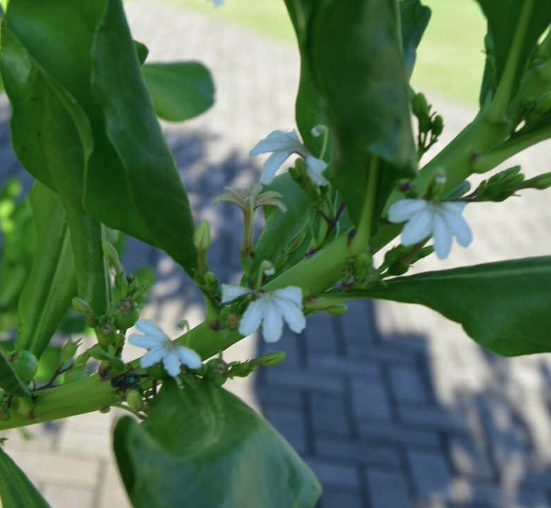 a close up of a green plant