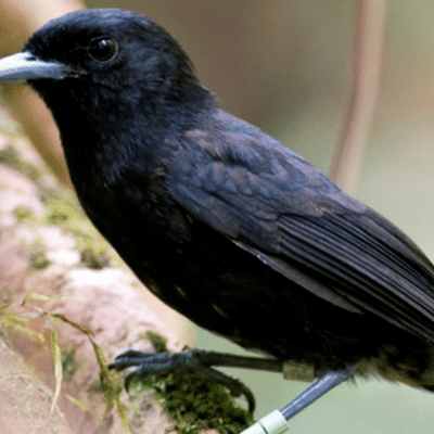 a small bird perched on a branch
