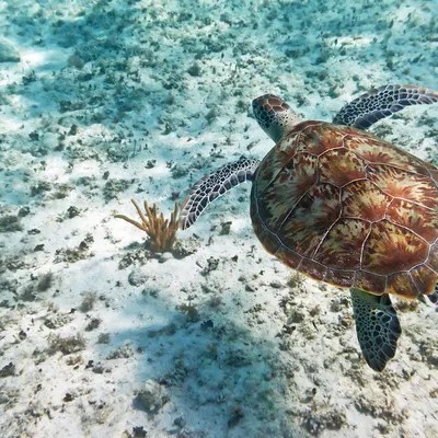a turtle swimming under water