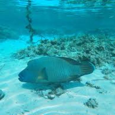 a fish swimming under water